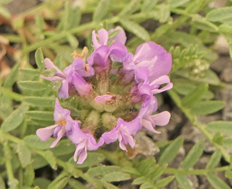 Purple Milkvetch photo 4