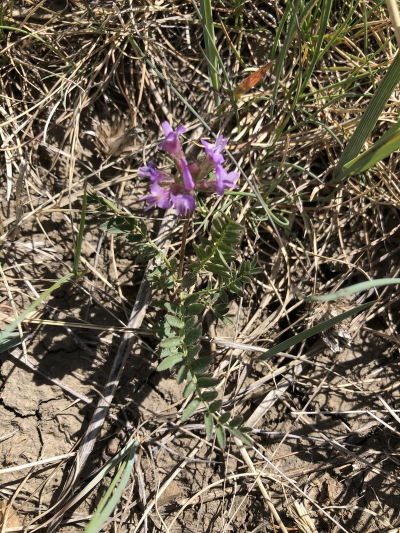Purple Milkvetch photo 5