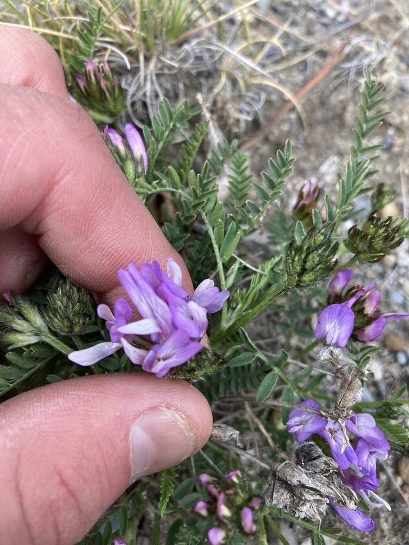 Purple Milkvetch photo 6