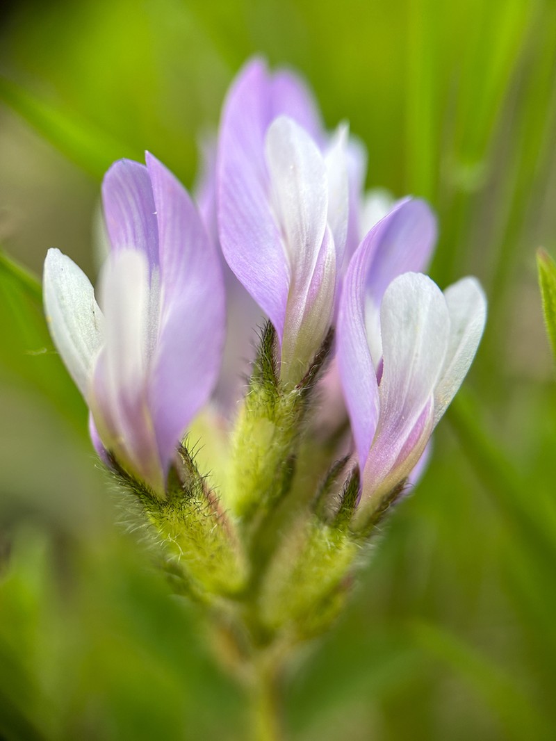 Purple Milkvetch photo 7