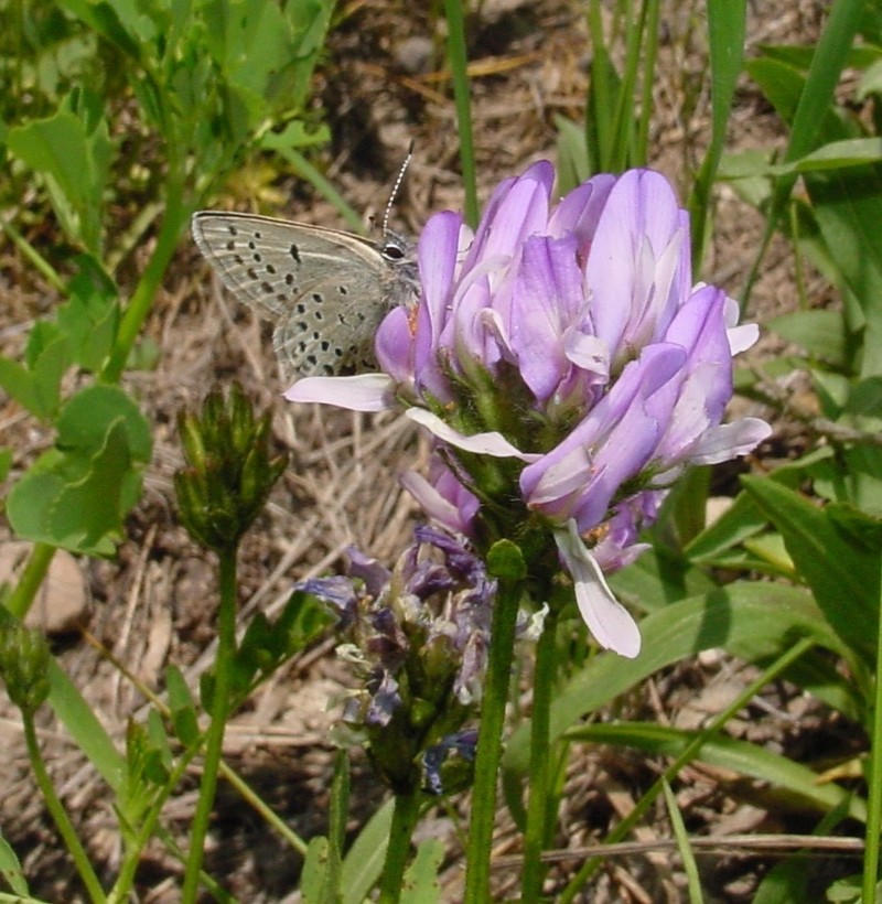 Purple Milkvetch photo 3