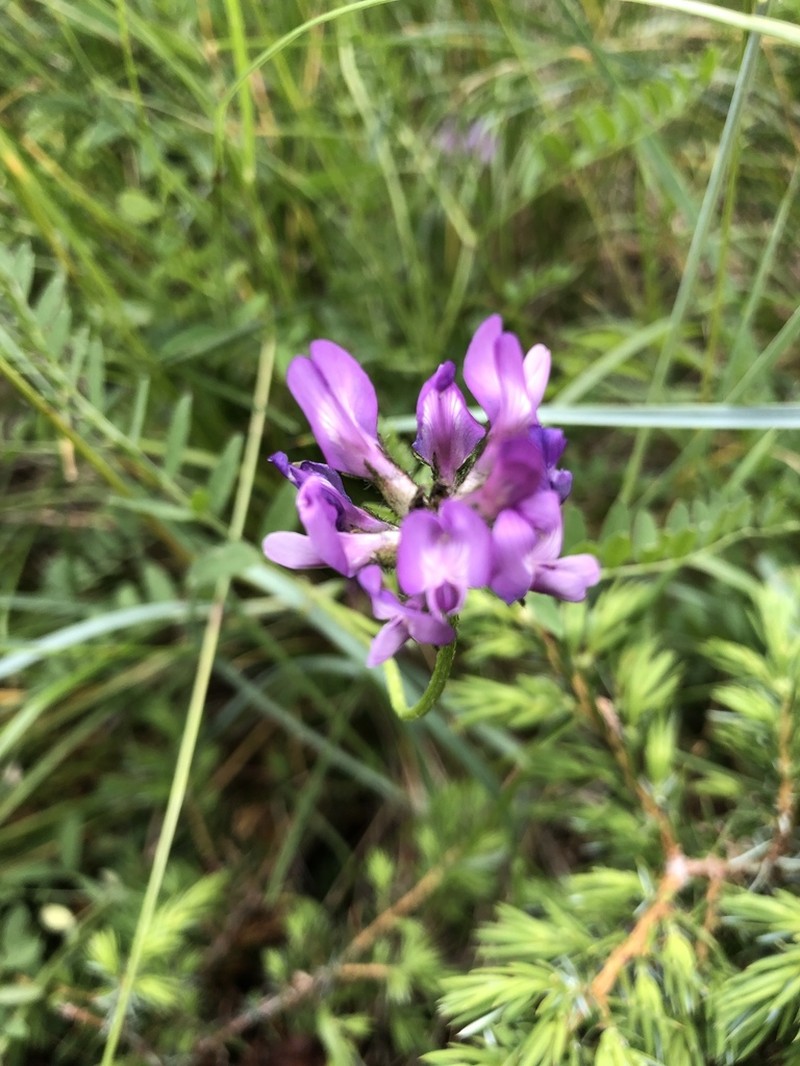 Purple Milkvetch photo 4