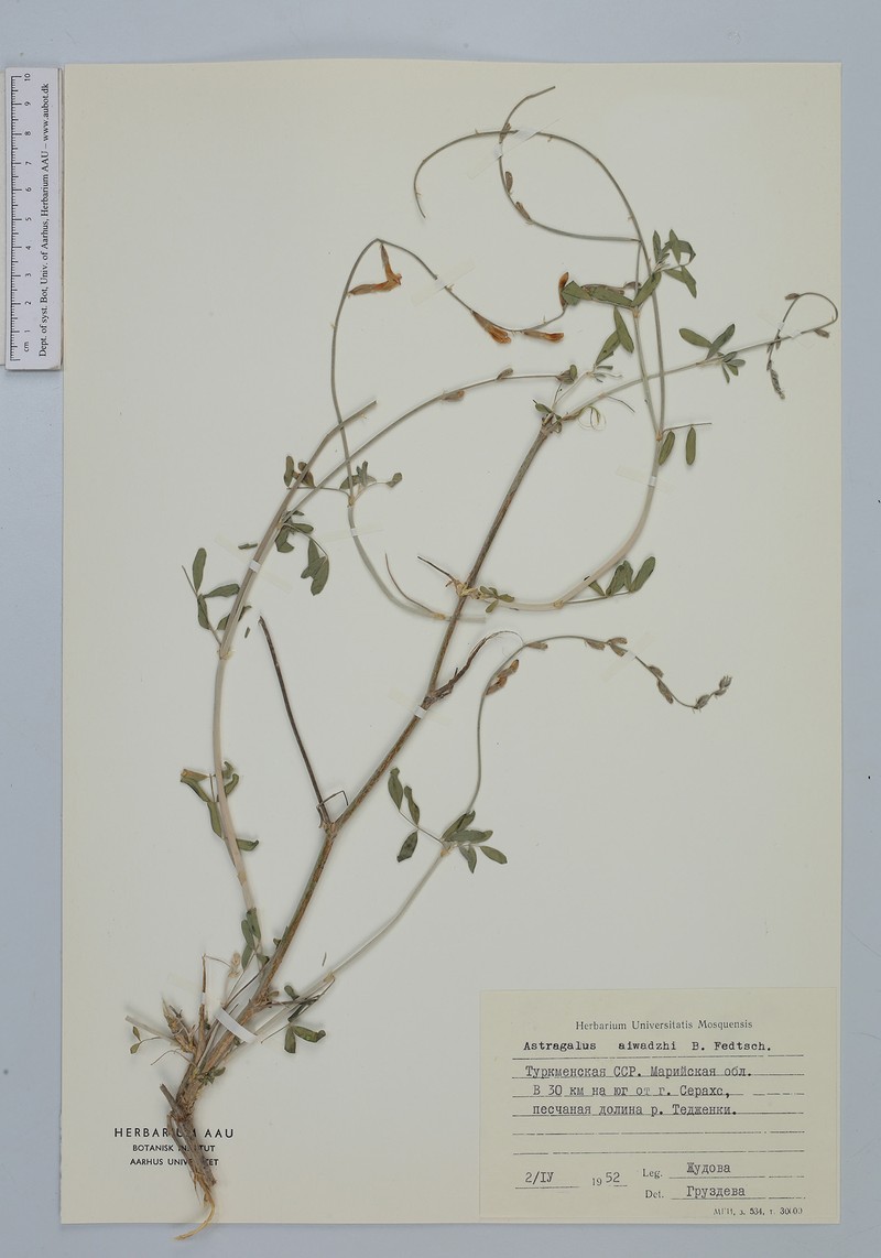 Astragalus aiwadzhi