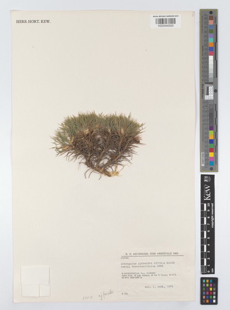 Astragalus ajfreidii photo 2