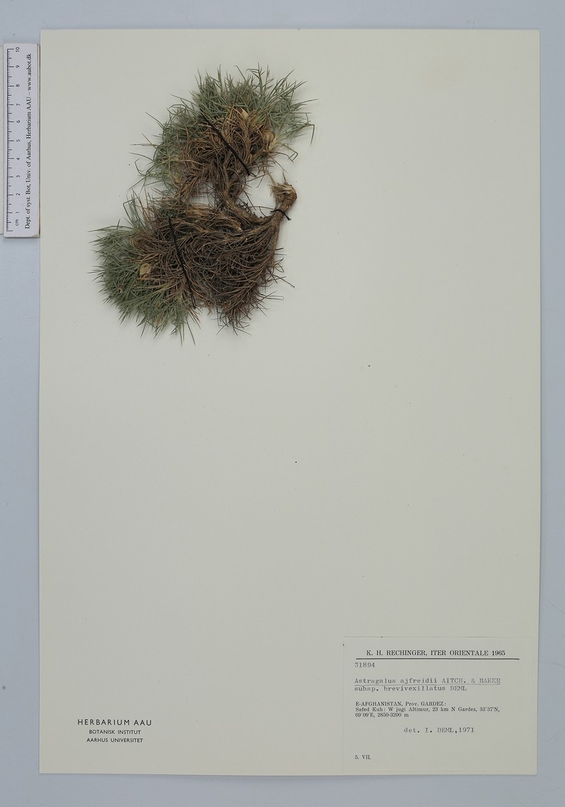 Astragalus ajfreidii