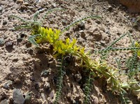 Astragalus akkensis