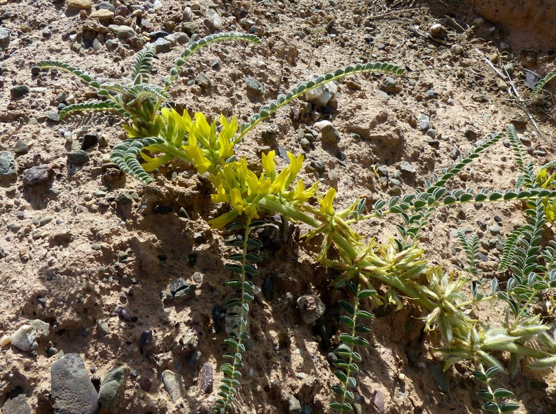 Astragalus akkensis