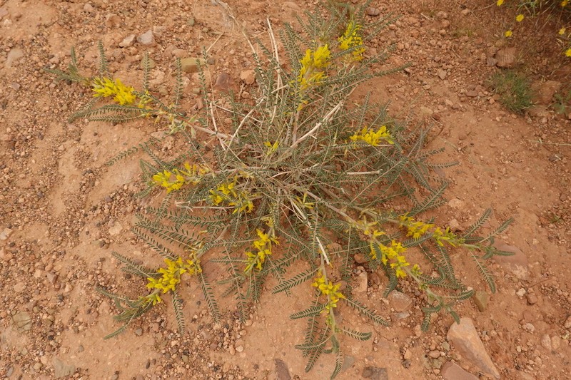 Astragalus akkensis photo 2