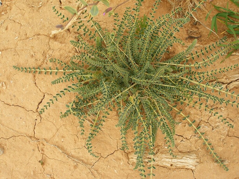 Astragalus akkensis photo 3