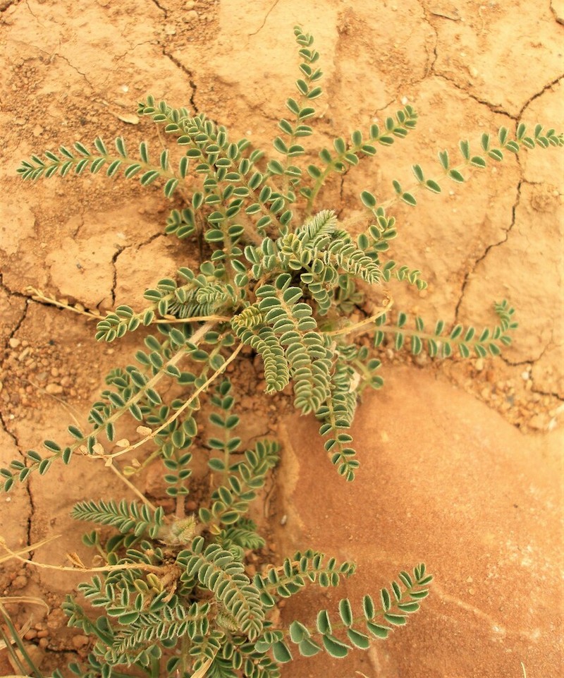 Astragalus akkensis photo 4