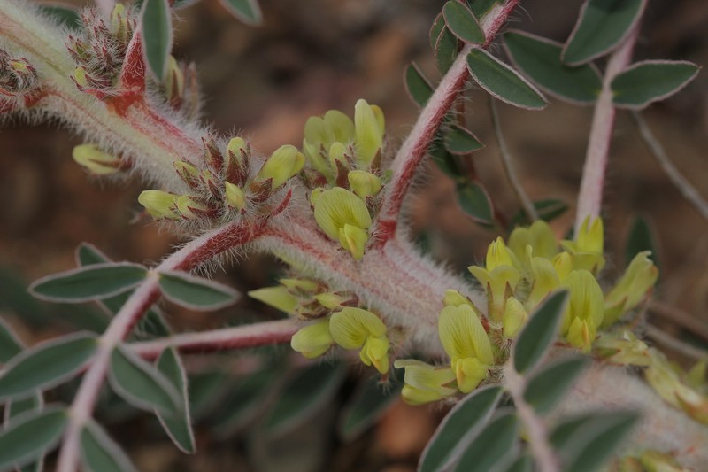 Astragalus akkensis photo 5