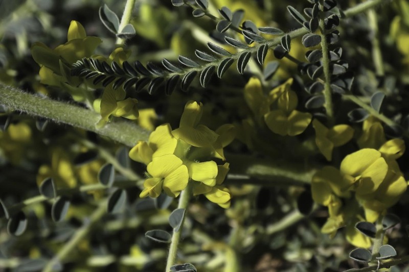 Astragalus akkensis photo 6