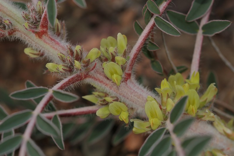 Astragalus akkensis photo 7