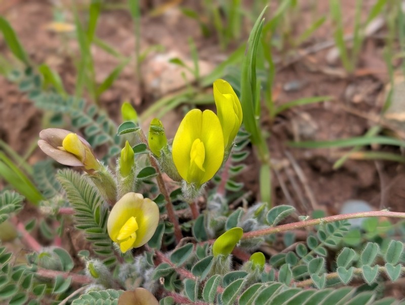 Astragalus aksaricus