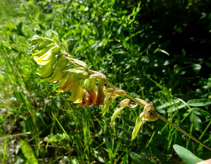 Astragalus aksuensis photo 2