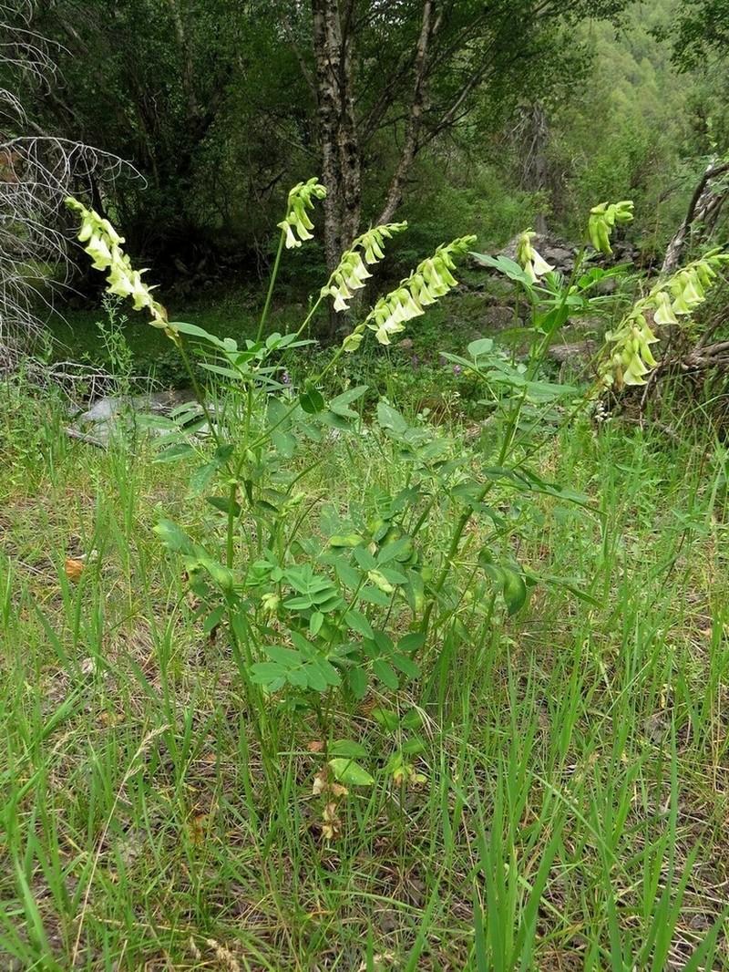 Astragalus aksuensis photo 3