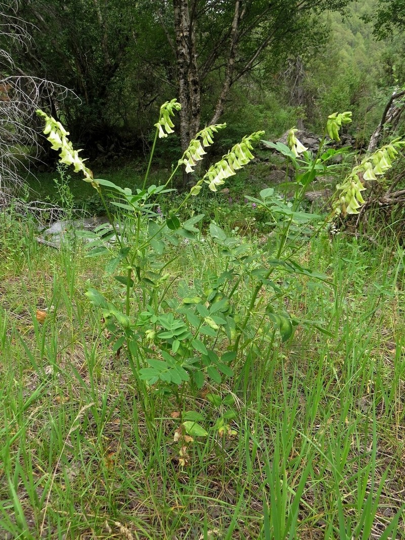 Astragalus aksuensis photo 5