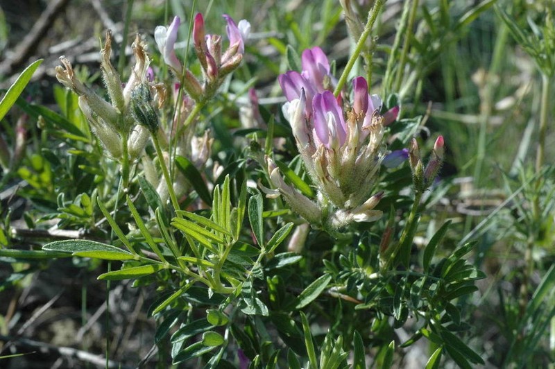 Astragalus aktiubensis