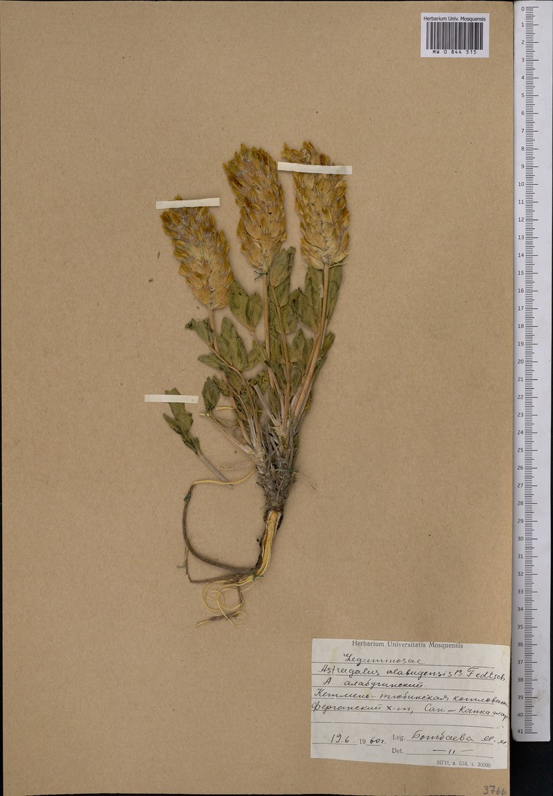 Astragalus alabugensis