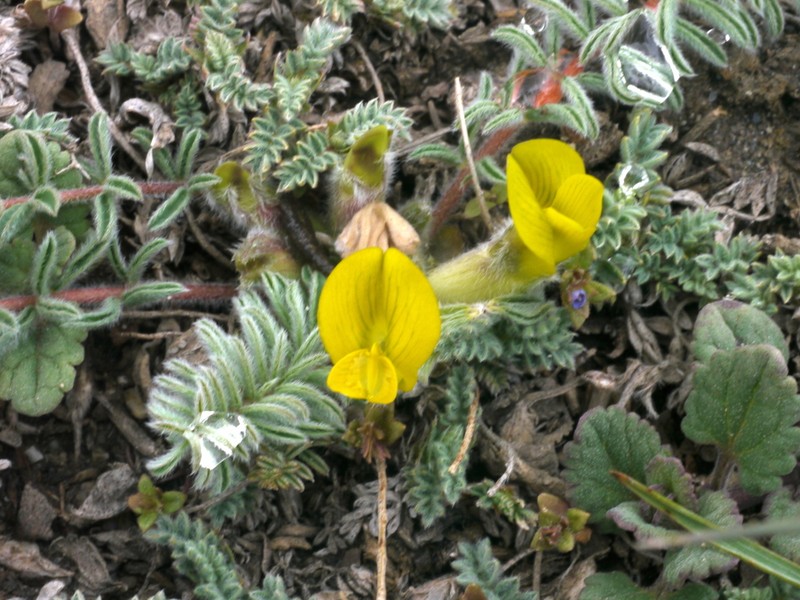Astragalus alaicus photo 2