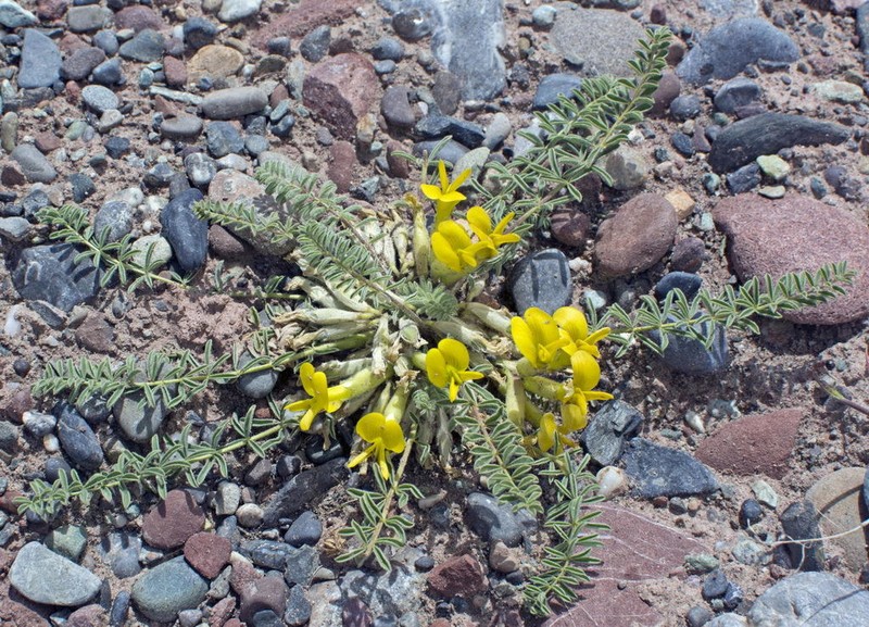 Astragalus alaicus photo 4