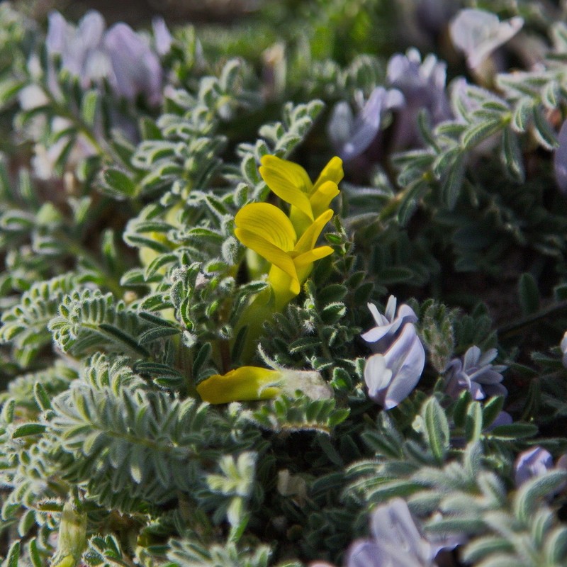 Astragalus alaicus photo 6
