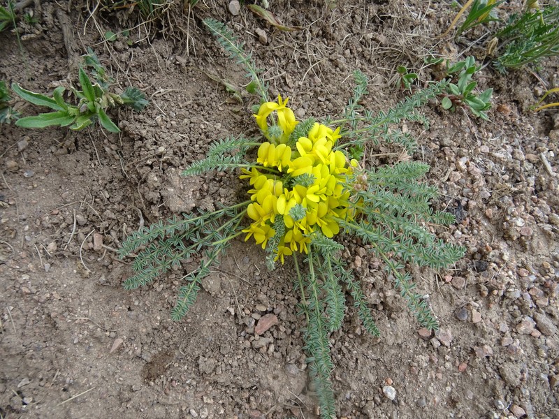 Astragalus alaicus photo 7