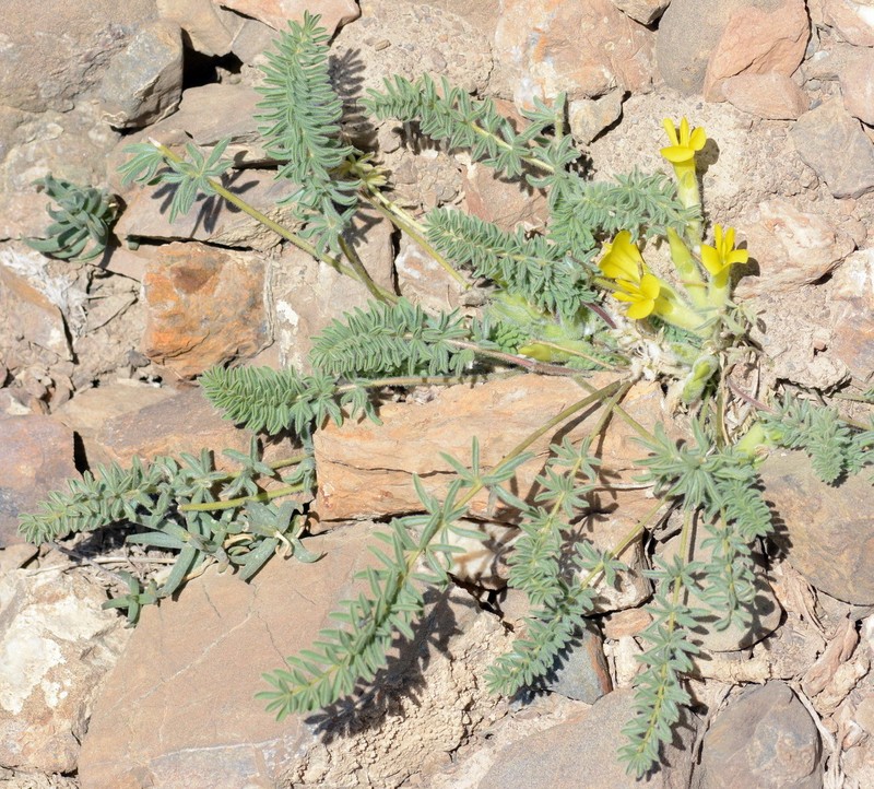 Astragalus alaicus photo 8