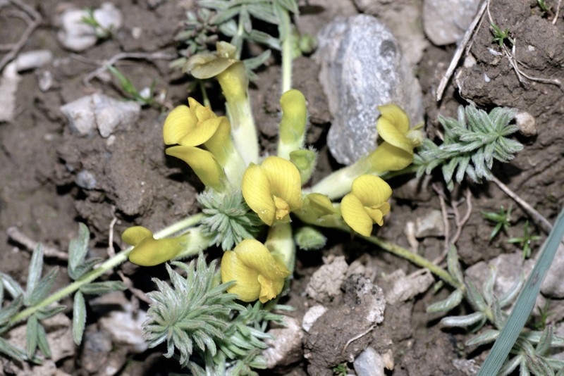 Astragalus alaicus