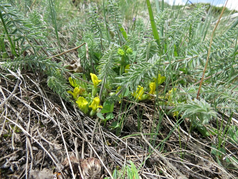 Astragalus alatavicus photo 2