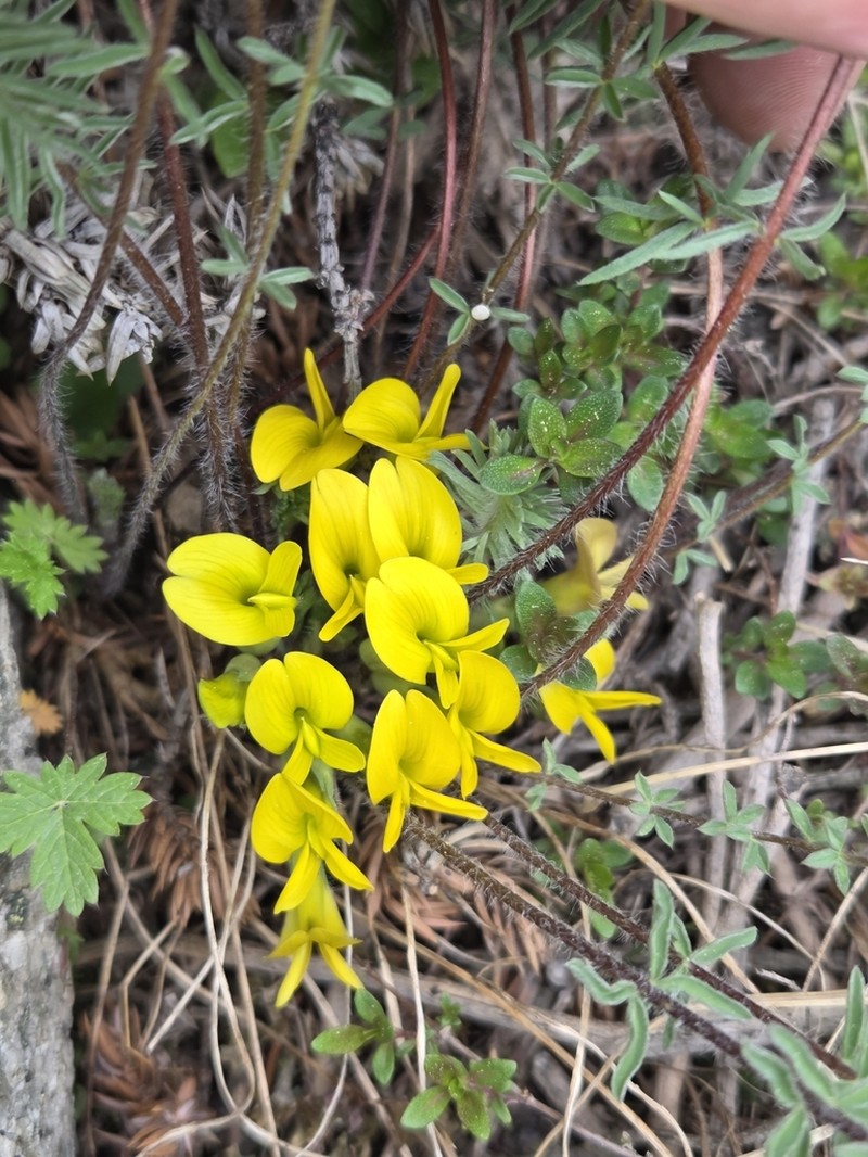 Astragalus alatavicus photo 3