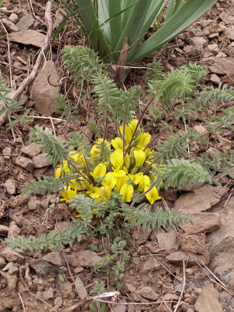 Astragalus alatavicus photo 4