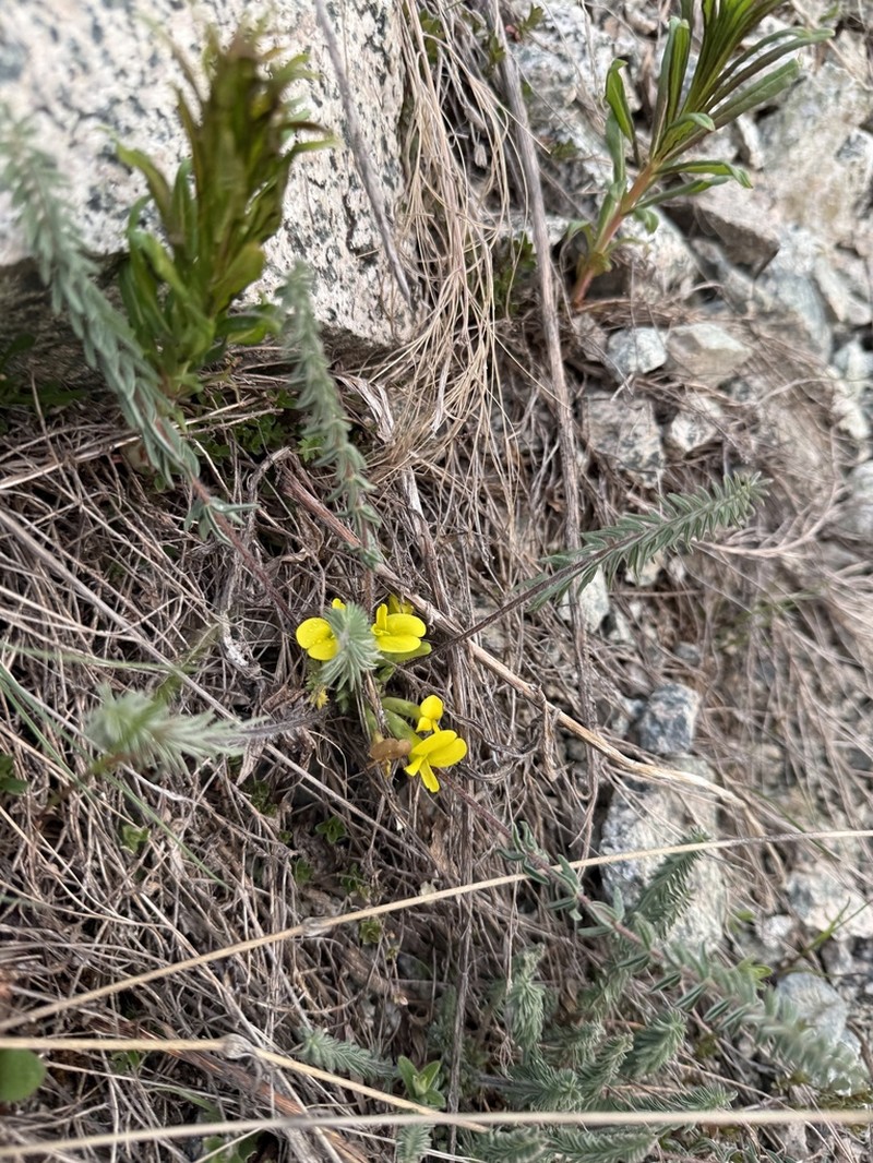 Astragalus alatavicus photo 5