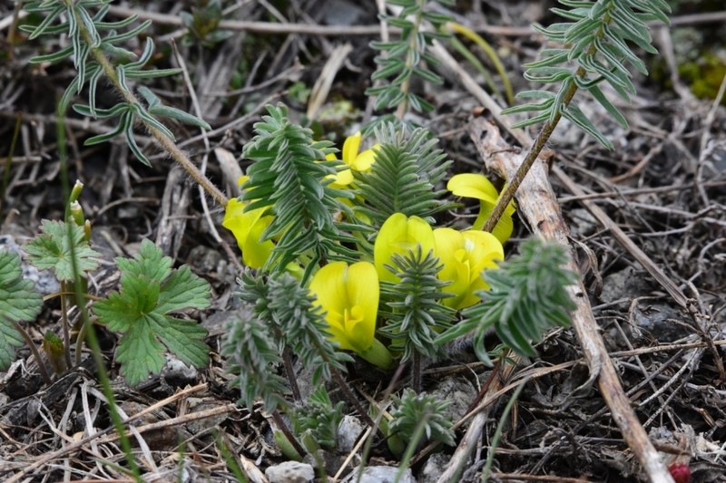 Astragalus alatavicus photo 6