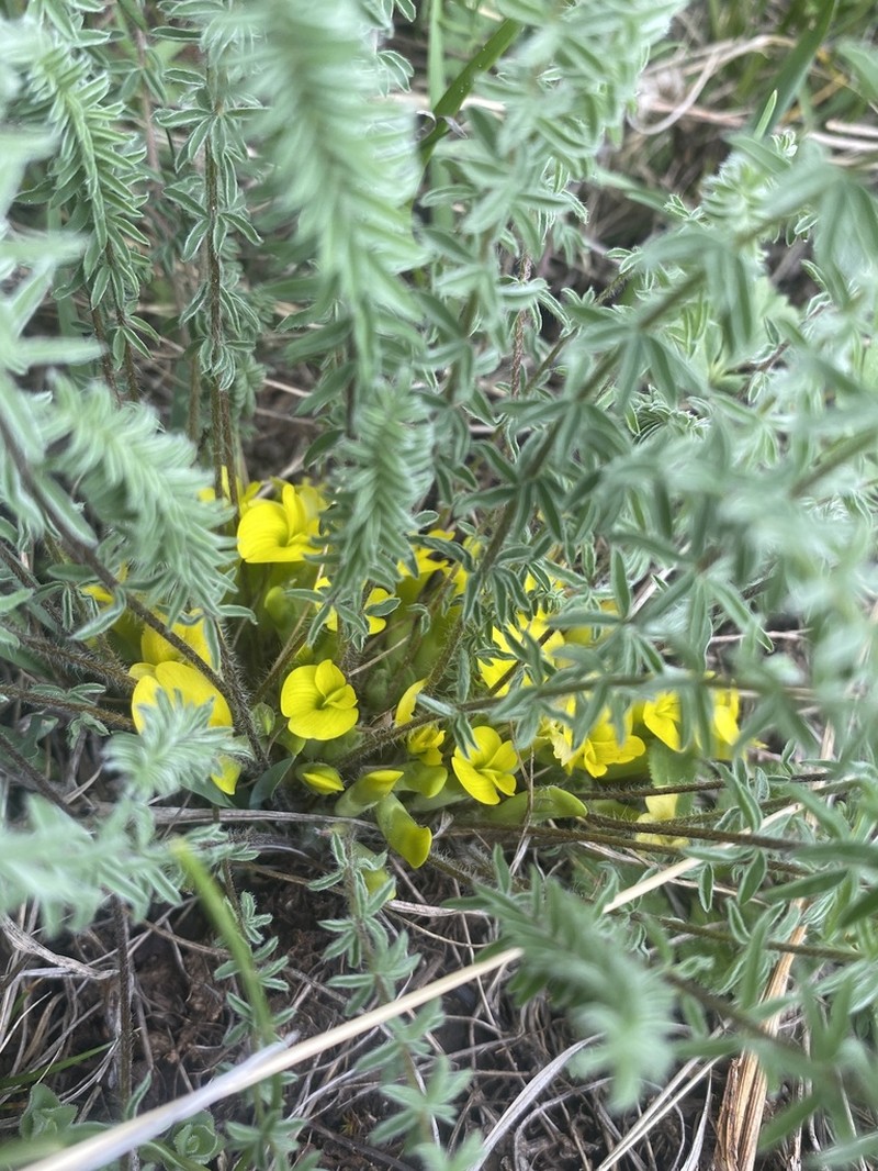 Astragalus alatavicus photo 7