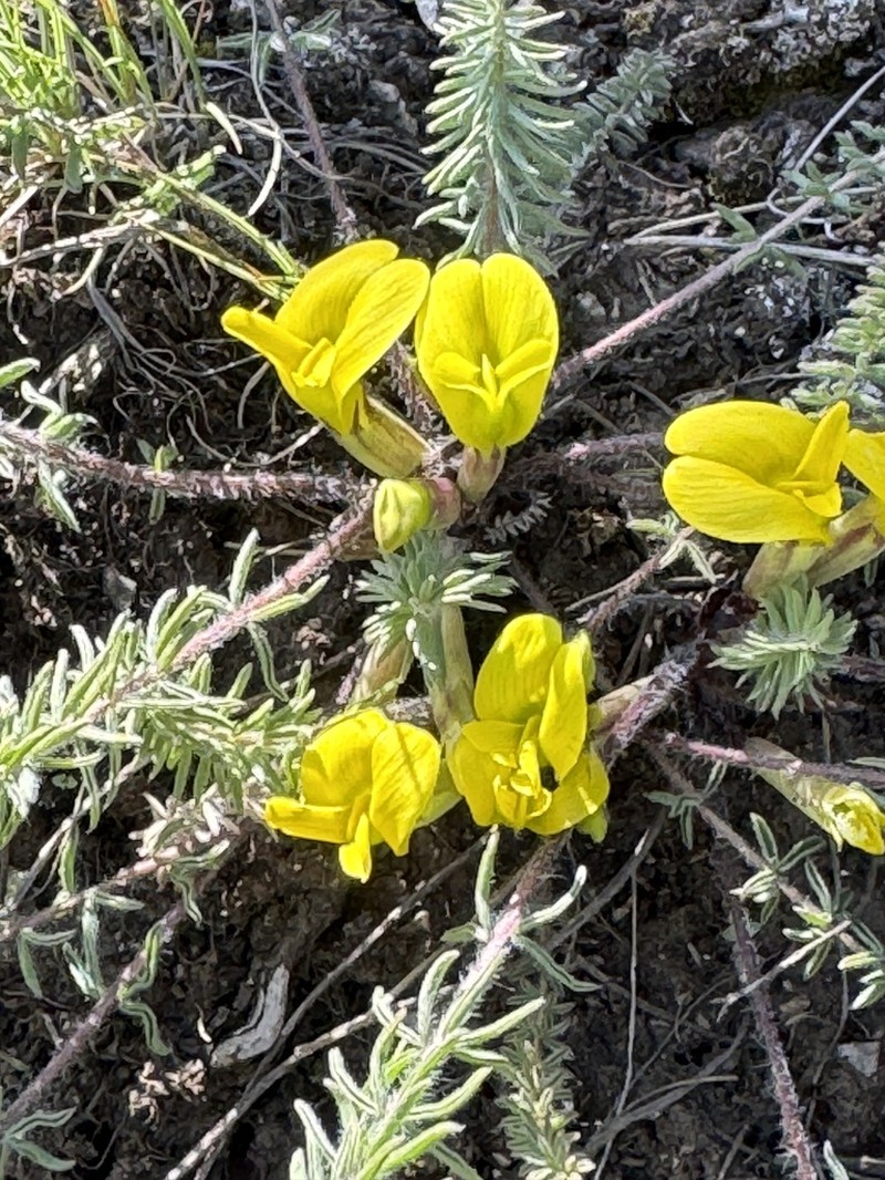 Astragalus alatavicus photo 8