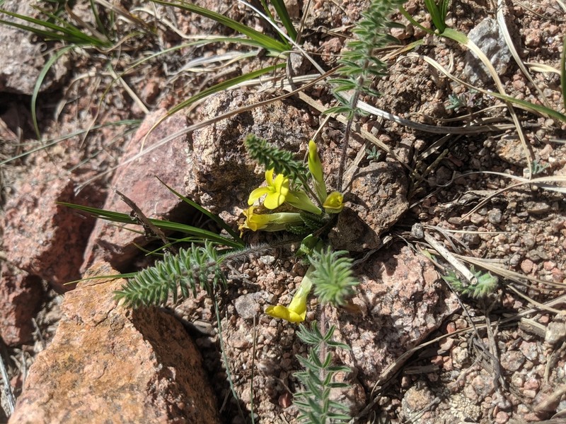 Astragalus alatavicus