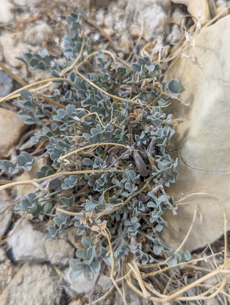 Cushenbury Milkvetch photo 4