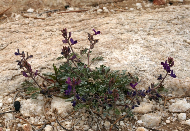 Cushenbury Milkvetch photo 5