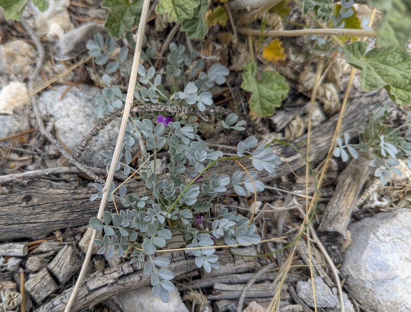 Cushenbury Milkvetch photo 6