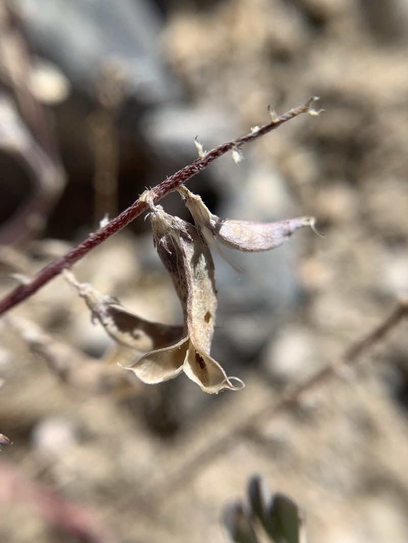 Cushenbury Milkvetch photo 7