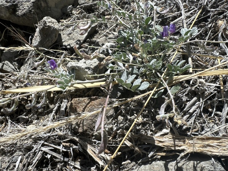 Cushenbury Milkvetch photo 2