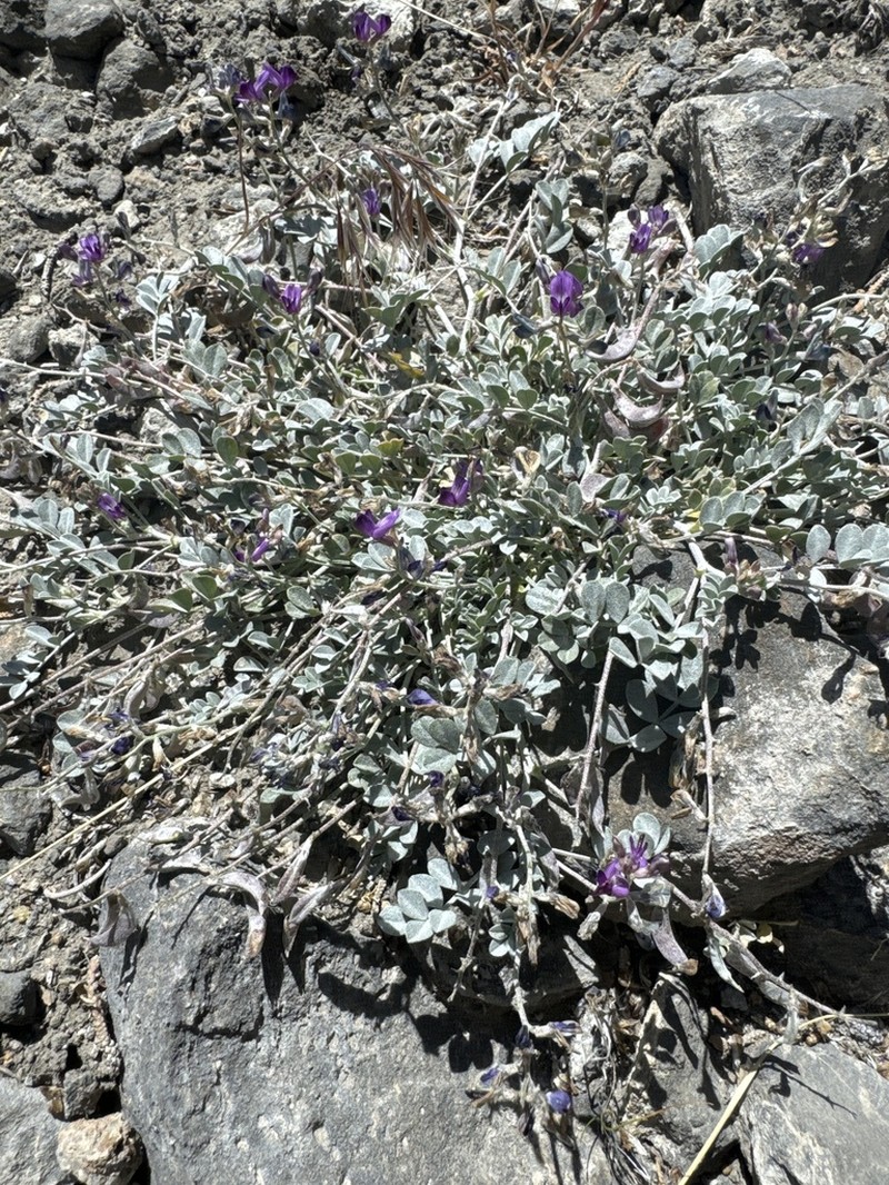 Cushenbury Milkvetch photo 3