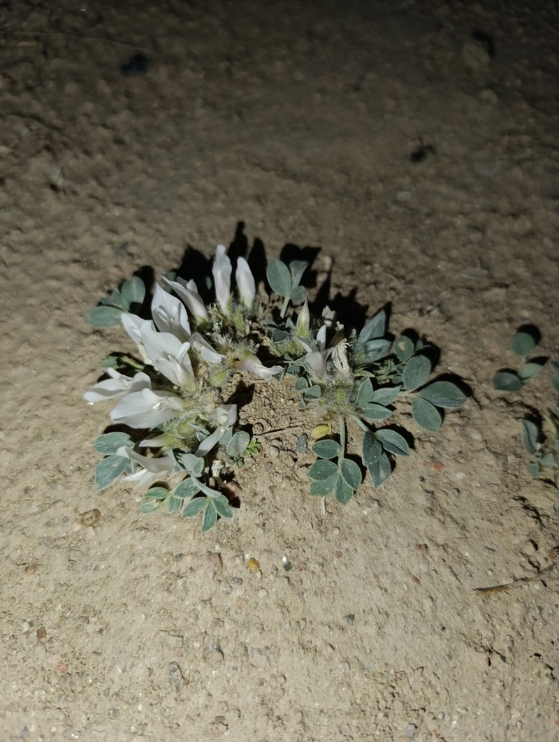 Astragalus alberti