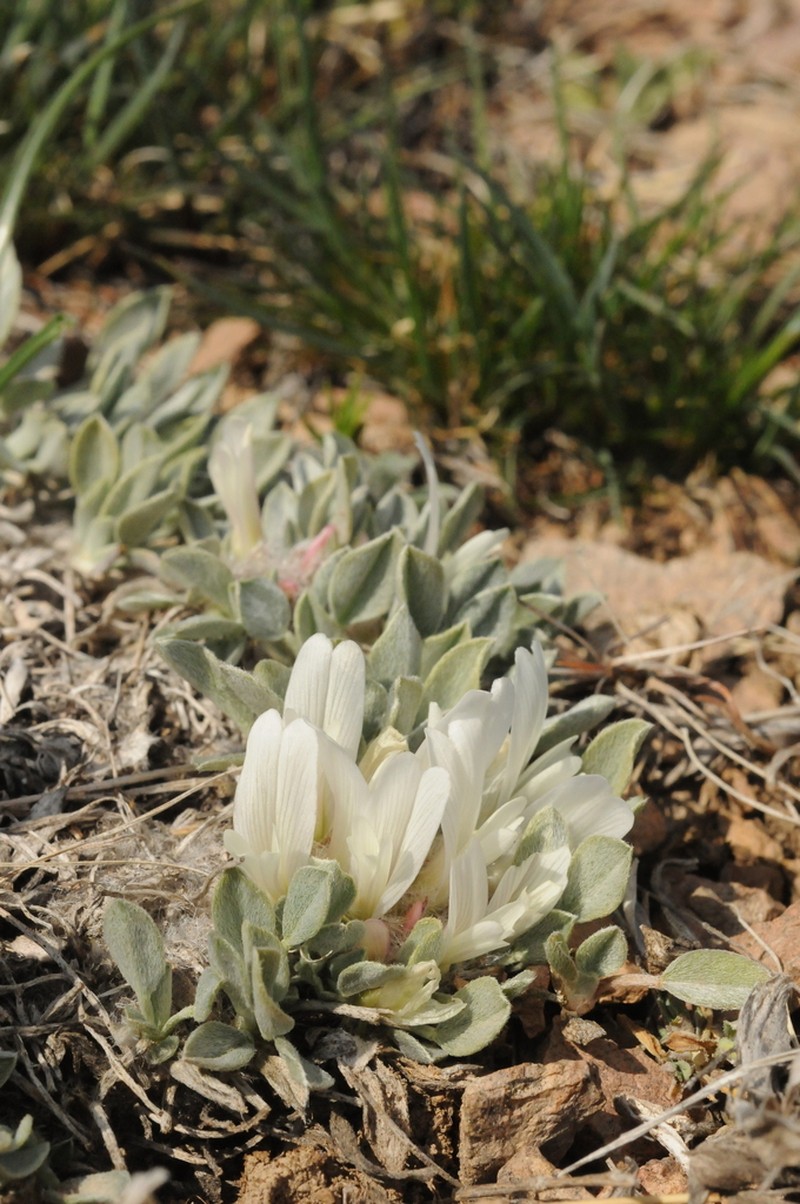 Astragalus alberti photo 3