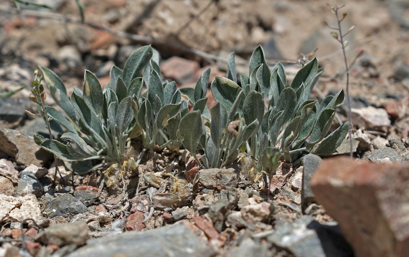 Astragalus alberti photo 7