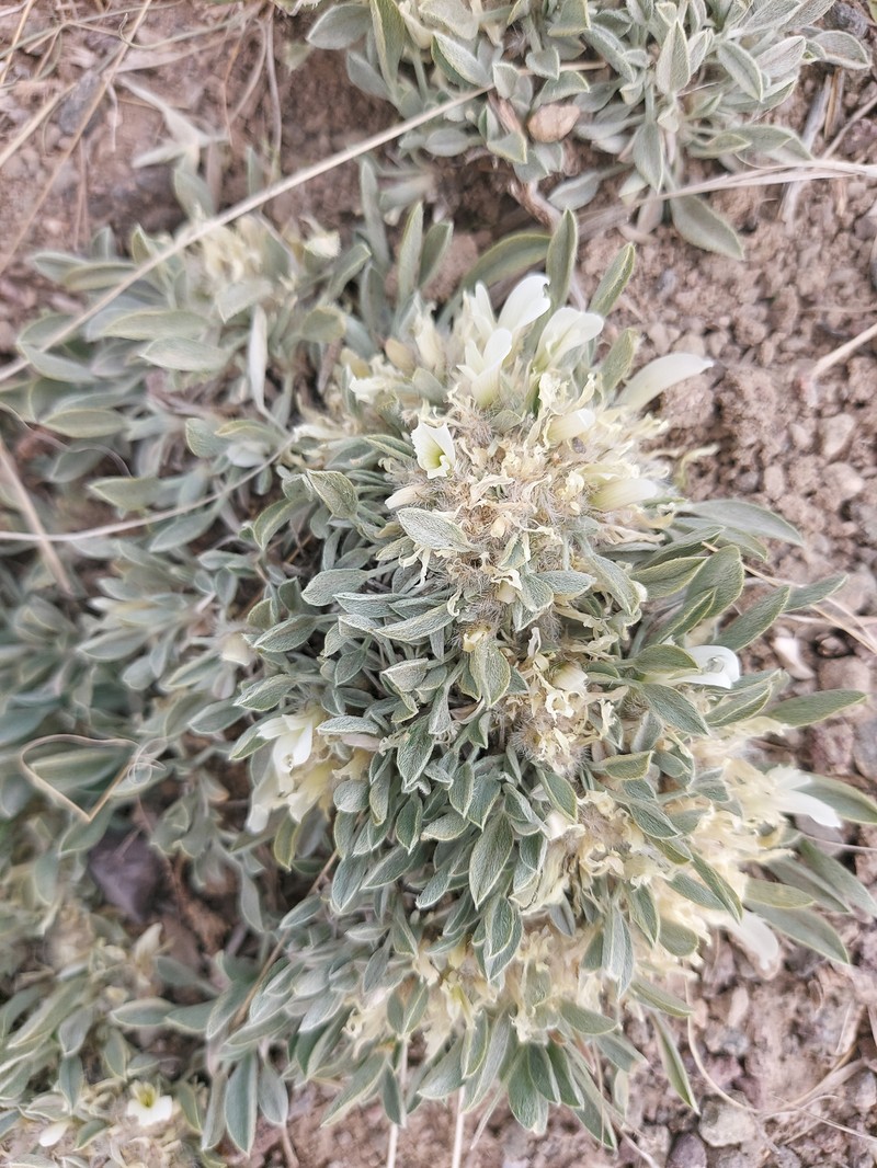 Astragalus alberti photo 8