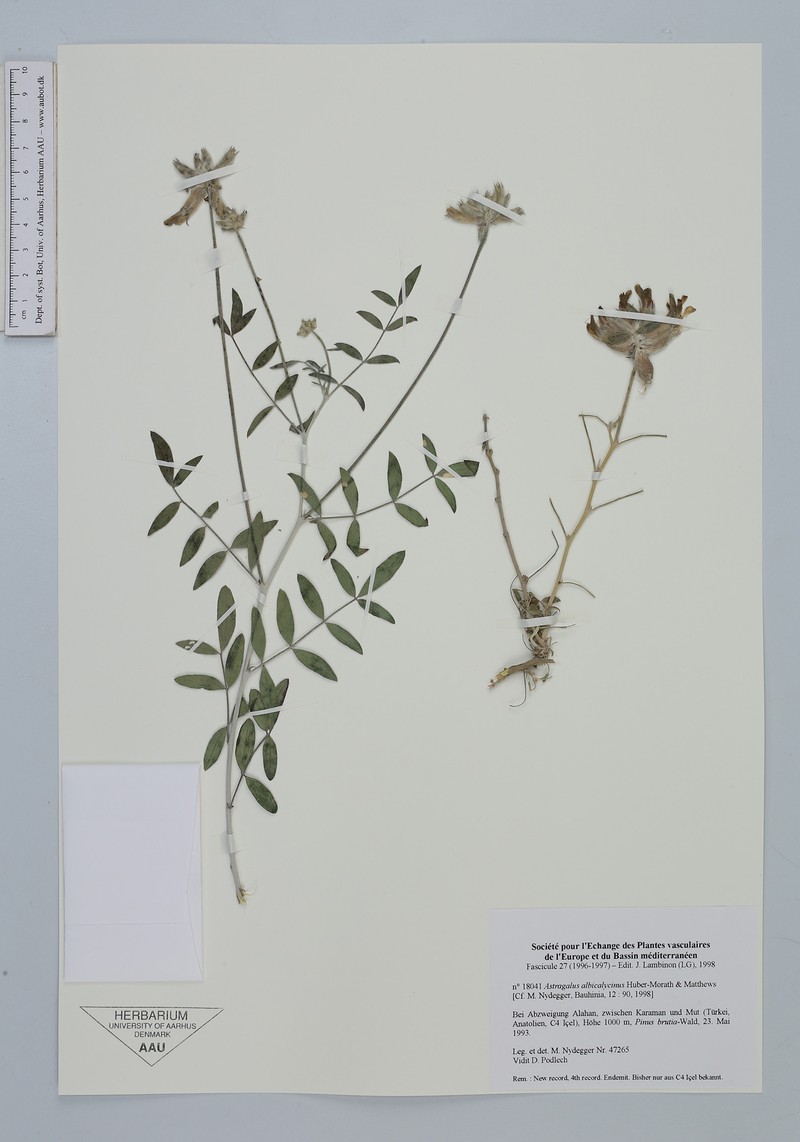 Astragalus albicalycinus