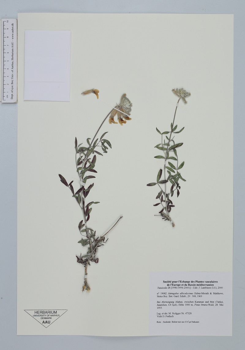 Astragalus albicalycinus photo 2