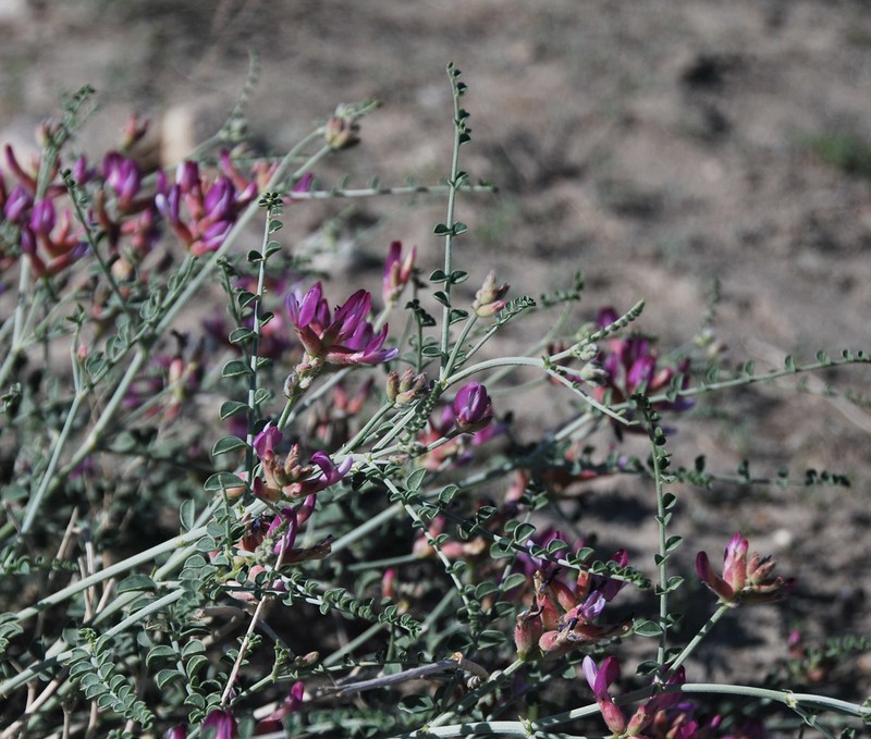 Astragalus albicans photo 3